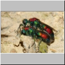 Chrysis viridula - Goldwespe 11b Paarung Tongrube-OS-Wallenhorst.jpg